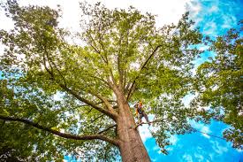 How Our Tree Care Process Works  in  Tatum, TX