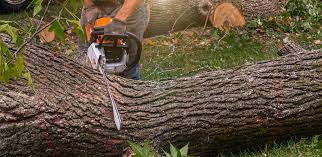 Best Tree Removal  in Tatum, TX