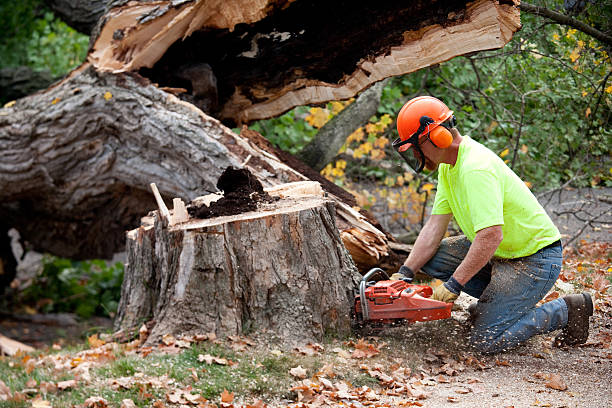 Best Storm Damage Tree Cleanup  in Tatum, TX